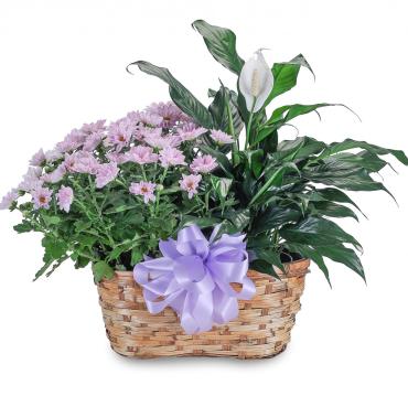 Blooming Peacefully