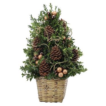 Boxwood Treasure