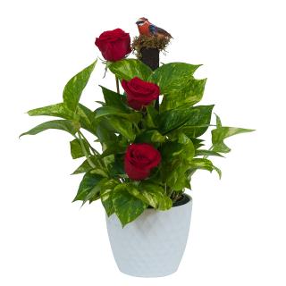 Green plant in ceramic with fresh roses