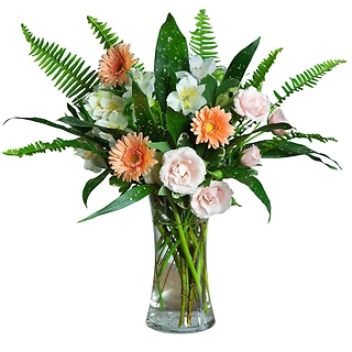Gerbera Baby